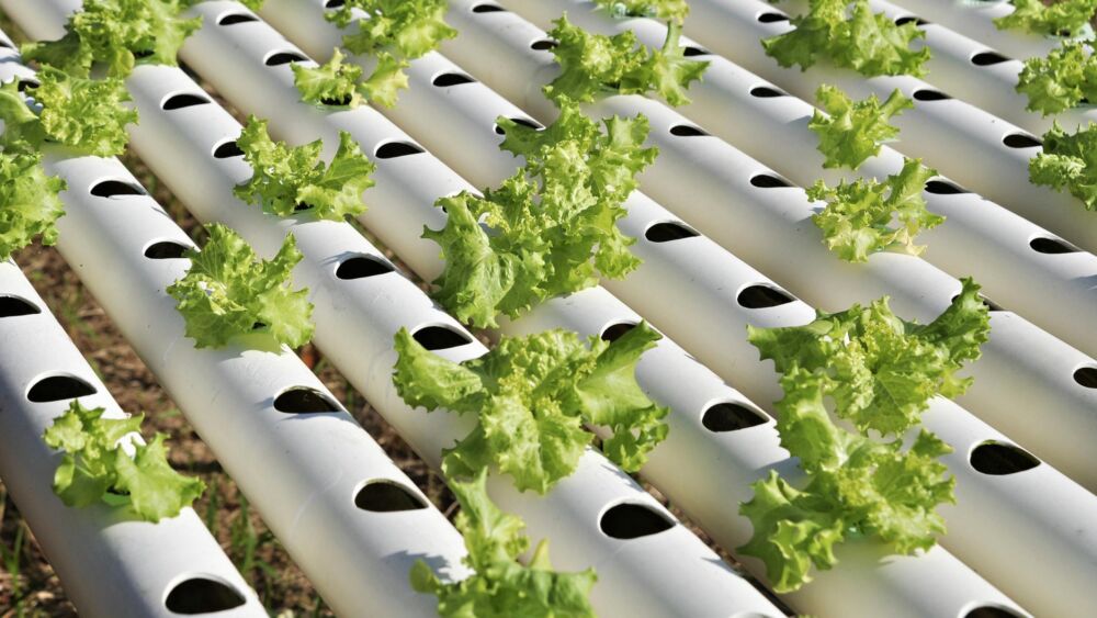Des plantations sans terre’ C’est possible grâce à l’hydroponie #2